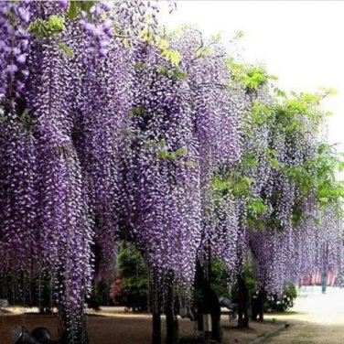 wisteria sinensis 5 seeds