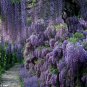 wisteria sinensis 5 seeds