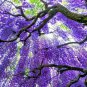 wisteria sinensis 5 seeds