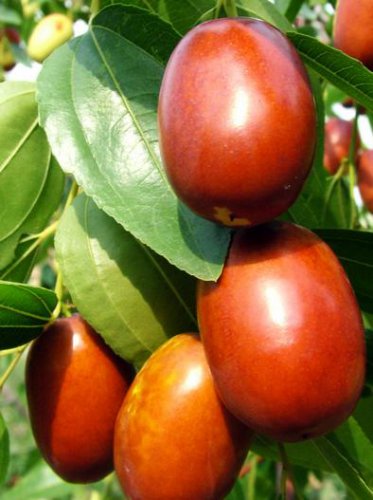 Ziziphus Jujube  aka Jujube Tree 5 Seeds