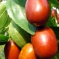 Ziziphus Jujube  aka Jujube Tree 5 Seeds