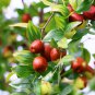 Ziziphus Jujube  aka Jujube Tree 5 Seeds