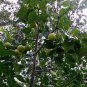 Ziziphus Jujube  aka Jujube Tree 5 Seeds
