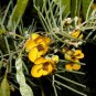 Cassia artemisioides seeds  10 Seeds