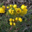 Cassia artemisioides seeds  10 Seeds
