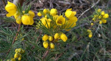 Cassia artemisioides seeds  10 Seeds