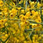 Cassia artemisioides seeds  10 Seeds