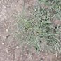 Cassia artemisioides seeds  10 Seeds