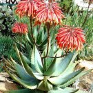 Aloe Comptonii  You will receive 10 seeds