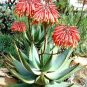 Aloe Comptonii  You will receive 10 seeds