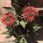 Aloe Comptonii  You will receive 10 seeds