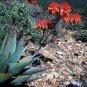 Aloe Comptonii  You will receive 10 seeds