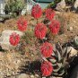 Aloe Comptonii  You will receive 10 seeds
