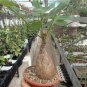phyllanthus mirabilis 5 seeds