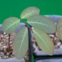 phyllanthus mirabilis 5 seeds