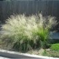 Weeping Lovegrass Eragrotis Curvula Seeds 100 Free Shipping!