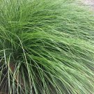 Weeping Lovegrass Eragrotis Curvula Seeds 100 Free Shipping!