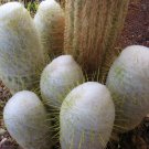 Espostoa Churinensis 8 Seeds