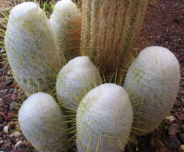 Espostoa Churinensis 8 Seeds
