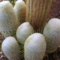 Espostoa Churinensis 8 Seeds