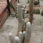 Espostoa Churinensis 8 Seeds
