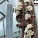 Espostoa Blossfeldiorum 8 Seeds