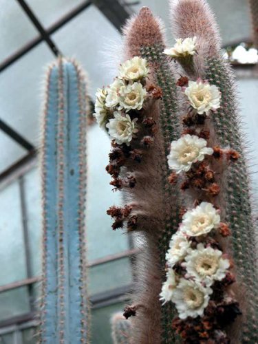 Espostoa Blossfeldiorum 8 Seeds