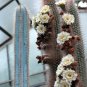 Espostoa Blossfeldiorum 8 Seeds
