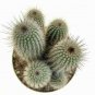 Espostoa Blossfeldiorum 8 Seeds