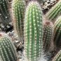 Espostoa Blossfeldiorum 8 Seeds