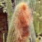 espostoa guentheri 8 Seeds