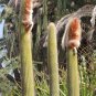 espostoa guentheri 8 Seeds