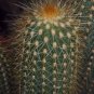 espostoa guentheri 8 Seeds