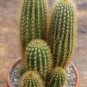 espostoa guentheri 8 Seeds