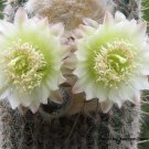 Espostoa Ritterii 8 Seeds 8 Seeds