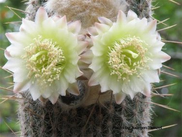Espostoa Ritterii 8 Seeds 8 Seeds