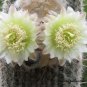 Espostoa Ritterii 8 Seeds 8 Seeds