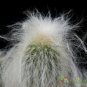 Espostoa Ritterii 8 Seeds 8 Seeds