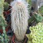 Espostoa Ritterii 8 Seeds 8 Seeds