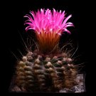 Eriosyce species seed mix 8 Seeds