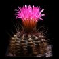 Eriosyce species seed mix 8 Seeds