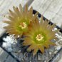Eriosyce species seed mix 8 Seeds