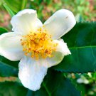 Camellia Sinensis aka Tea Plant   8 seeds    Free Shipping USPS Ground!