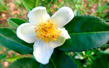 Camellia Sinensis aka Tea Plant   8 seeds    Free Shipping USPS Ground!
