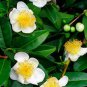Camellia Sinensis aka Tea Plant   8 seeds    Free Shipping USPS Ground!