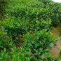 Camellia Sinensis aka Tea Plant   8 seeds    Free Shipping USPS Ground!
