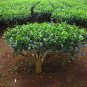 Camellia Sinensis aka Tea Plant   8 seeds    Free Shipping USPS Ground!