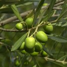Olea Europaea aka Olive Tree   10 seeds    Free Shipping USPS Ground!