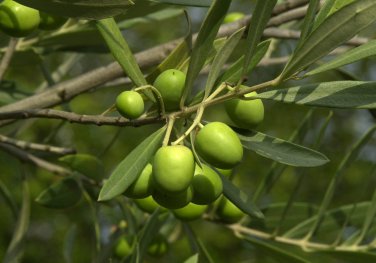 Olea Europaea aka Olive Tree   10 seeds    Free Shipping USPS Ground!