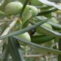 Olea Europaea aka Olive Tree   10 seeds    Free Shipping USPS Ground!